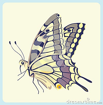 Eastern Tiger Swallowtail butterfly Vector Illustration