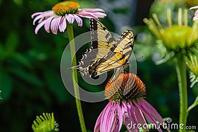 Eastern tiger swallowtail butterfly in a field of Echinacea Coneflowers Stock Photo