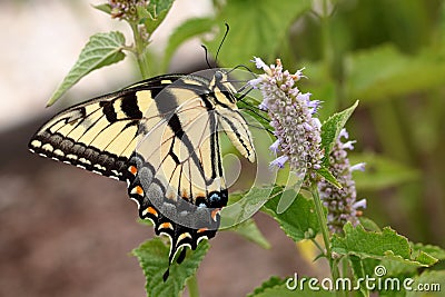 Eastern Tiger Swallowtail Butterfly on Hyssop Flowers Stock Photo