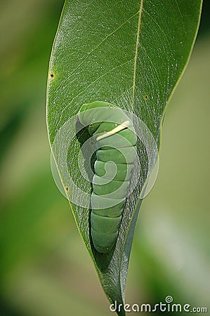 Eastern Tiger Swallowtail Caterpillar Stock Photo