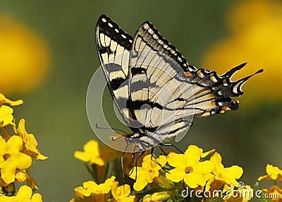 Eastern Tiger Swallowtail nectaring on Hoary Puccoon Stock Photo
