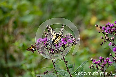 An Eastern Tiger Swallowtail and New England Aster Stock Photo