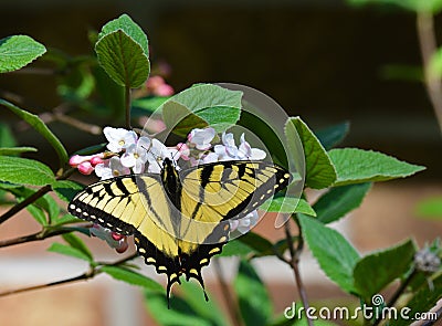 Eastern tiger swallowtail sipping nectar Stock Photo