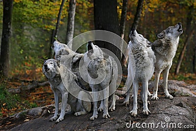 Eastern timber wolves howling on a rock. Stock Photo