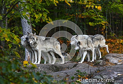 Eastern timber wolves in North America. Stock Photo