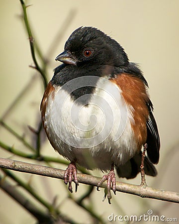 Eastern Towhee Stock Photo