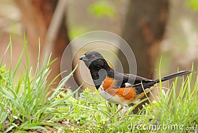 Eastern Towhee, Pipilo erythrophthalmus Stock Photo