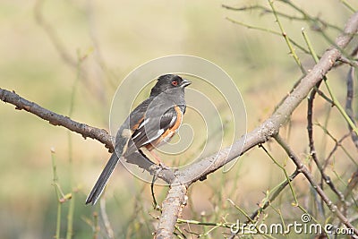 Eastern Towhee In Spring Stock Photo