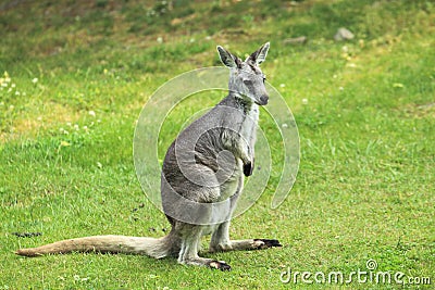 Eastern wallaroo Stock Photo