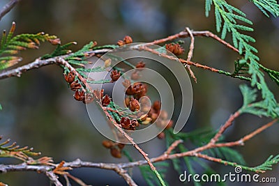 Eastern white cedar brown branches with small blossoming cones Stock Photo