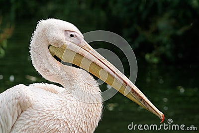 Eastern White Pelican Stock Photo