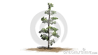 Eastern White Pine tree Stock Photo