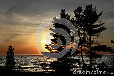 Eastern White Pines on Shore of Lake Huron at Sunset Stock Photo