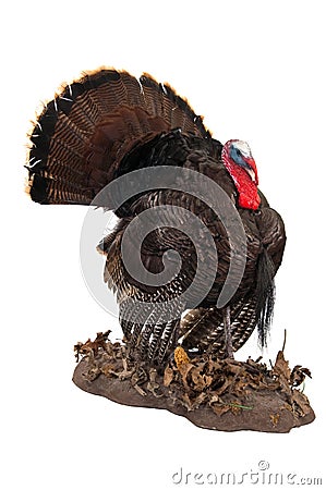 Eastern Wild turkey Stock Photo