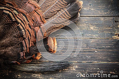 Eastern Wild Turkey Feathers and Beard Stock Photo