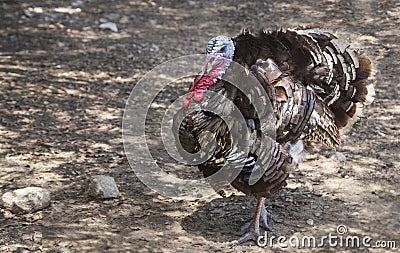 Eastern Wild Turkey Stock Photo