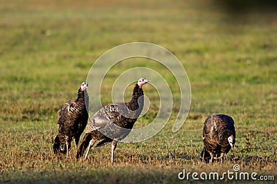 Eastern Wild Turkey Hens 702578 Stock Photo