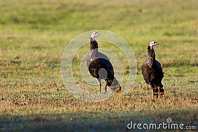 Eastern Wild Turkey Hens 702572 Stock Photo