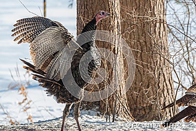 Eastern Wild Turkey Meleagris gallopavo silvestris hen flaps her wings in woodland yard. Stock Photo