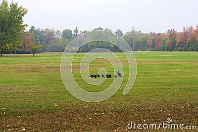 Eastern Wild Turkeys 816308 Stock Photo