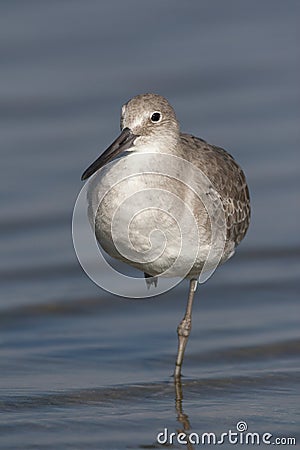 Eastern Willet Stock Photo
