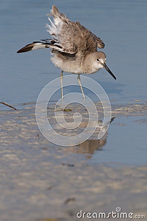 Eastern Willet stretching wings Stock Photo