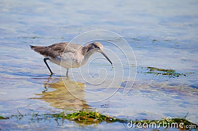 The eastern willet wading shoreline bird feeding Stock Photo