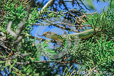 Eastern Yellow Bellied Racer Snake Stock Photo