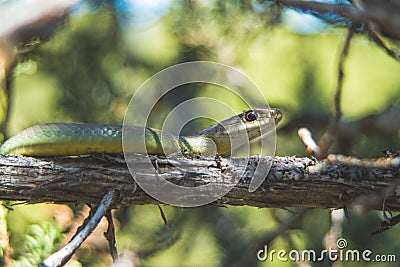 Eastern Yellow Bellied Racer Snake Stock Photo