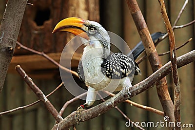 Eastern yellow-billed hornbill (Tockus flavirostris). Stock Photo