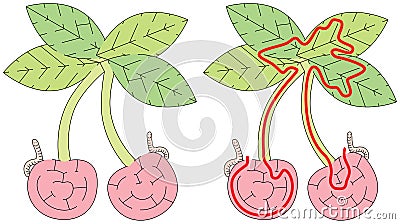 Easy cherry maze Vector Illustration