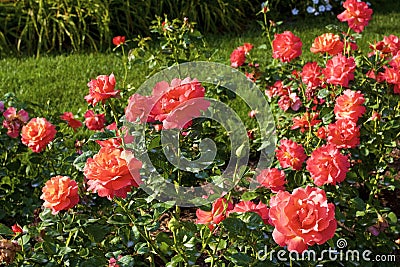 Easy Does It Rose 823086 Stock Photo