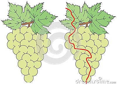 Easy grapes maze Vector Illustration