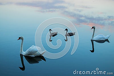 Lake with swans reeds forest and bridge at calm eavening summer day Stock Photo