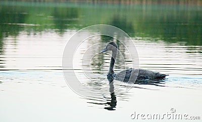 Lake with swans reeds forest and bridge at calm eavening summer day Stock Photo