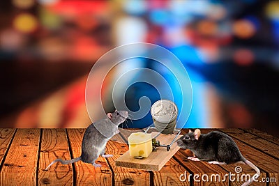 Easy money in a mousetrap. Dangerous money in business. Space for text Stock Photo