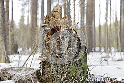 Eat the bark of trees elk in the forest in winter Stock Photo