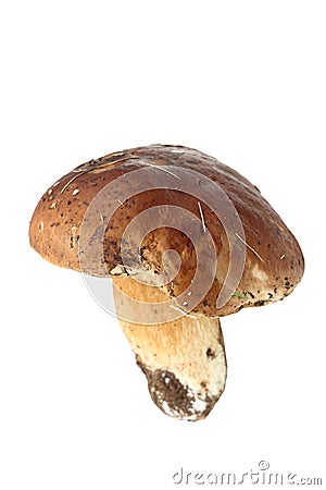 Eatable mushroom on white background Stock Photo