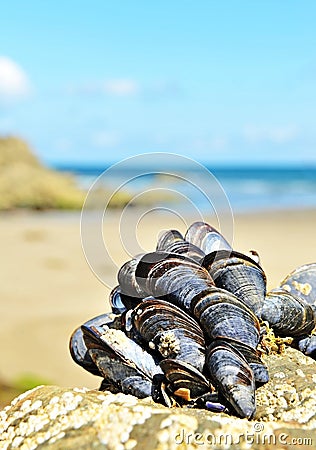 Eatable mussels Stock Photo