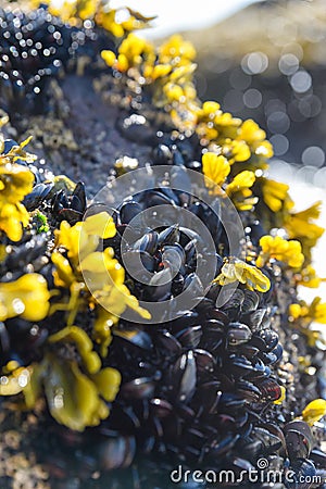 Eatable mussels on a beach and sea, shells Stock Photo