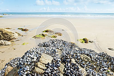 Eatable mussels on rocks Stock Photo