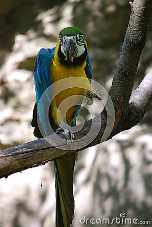 eating blue and gold parrot Stock Photo