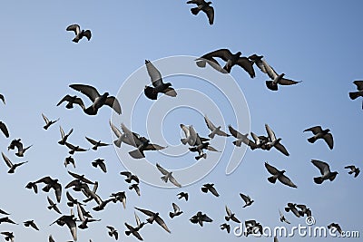 Eating and Flying Pigeons in the sky Stock Photo