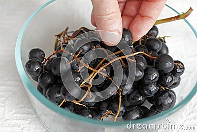 Eating Fresh Organic Black Grapes Stock Photo