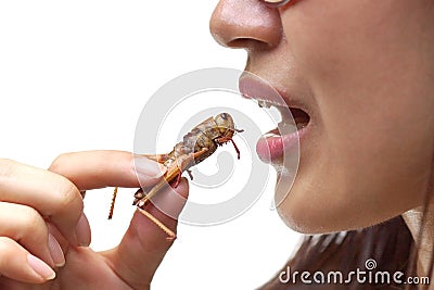 Eating insect Stock Photo