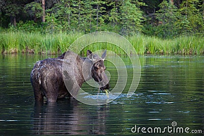 Eating Moose Stock Photo