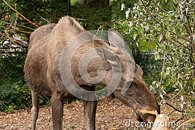 Eating moose in Zurich in Switzerland Stock Photo