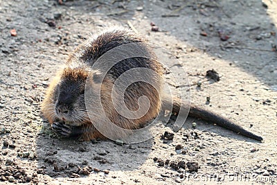 Eating nutria Stock Photo