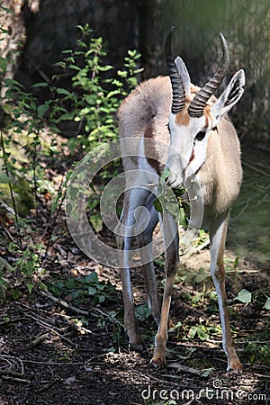 Eating rhim gazelle Stock Photo