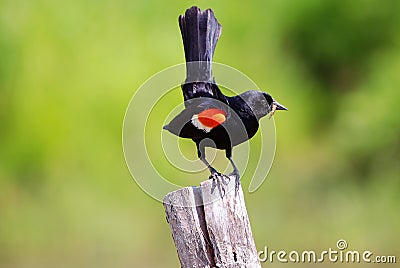 Eating time for red-winged Blackbird 7 Stock Photo